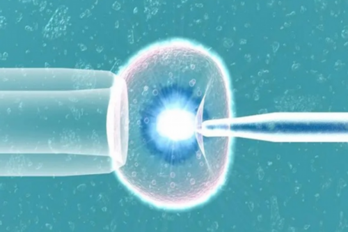 武汉借卵生子等多久,武汉买卵生子