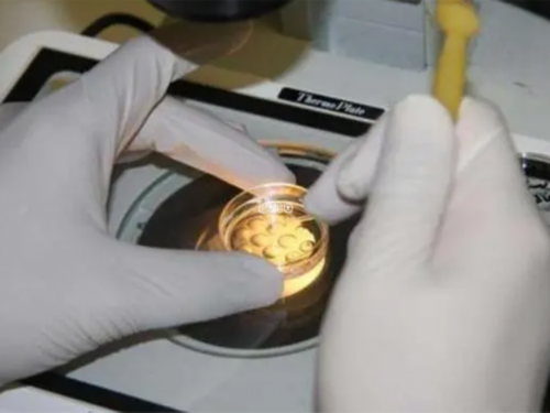 做试管之前能不能确定性别&五个囊胚性别选择,备孕路上的拦路虎多囊卵巢该这