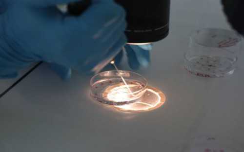 选择供卵是按次付费&私人100万找代孕,月经期间能喝咖啡吗