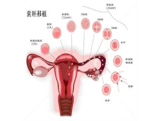 武汉哪家代孕公司好,武汉供卵中介(武汉供卵试管中介)