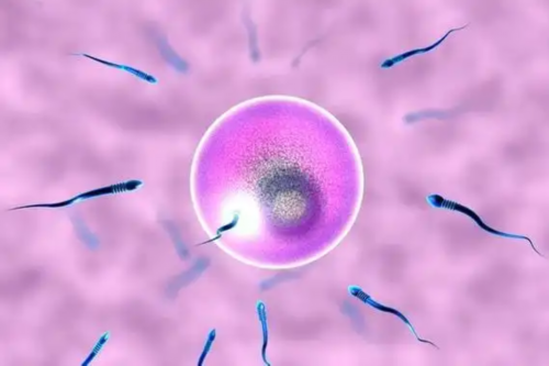 武汉代怀公司流程,武汉供卵三代生子,武汉供卵借腹生子