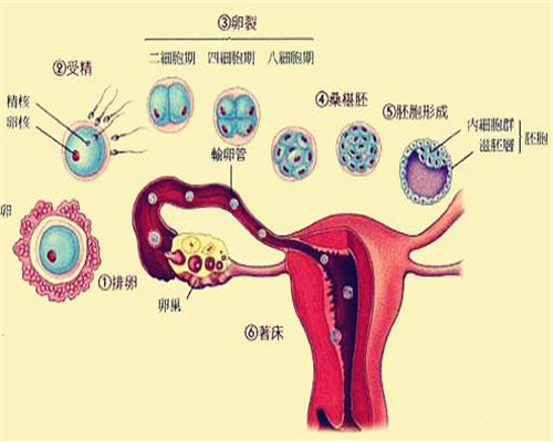 武汉自己联系代孕公司,武汉合法私立*机构信息大全2026最新*不排队机构推荐