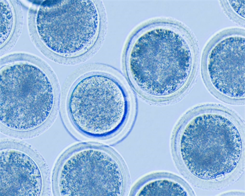 湖北三代试管医院排名最新汇总！武汉三代试管三代试管！