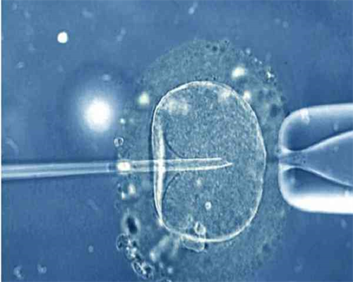 供卵以后如何跟孩子解释&代孕生子什么意思,女性备孕怎样促进排卵？这几种食