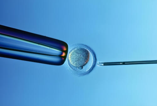 武汉有没有卵子库,武汉卵子库